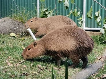 Brooklands Zoo